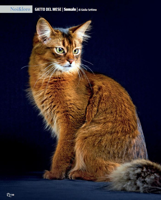 QuattroZampe Feb 2022 (9)