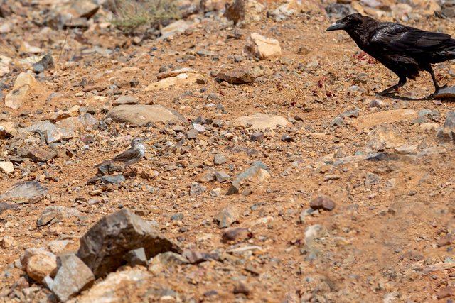 Fuerteventura - Blogs de España - MIRADORES MORRO VELOSA, GUISE Y AYOSE, DE LAS PEÑITAS, BETANCURIA, AJUY, CUEVAS (18)