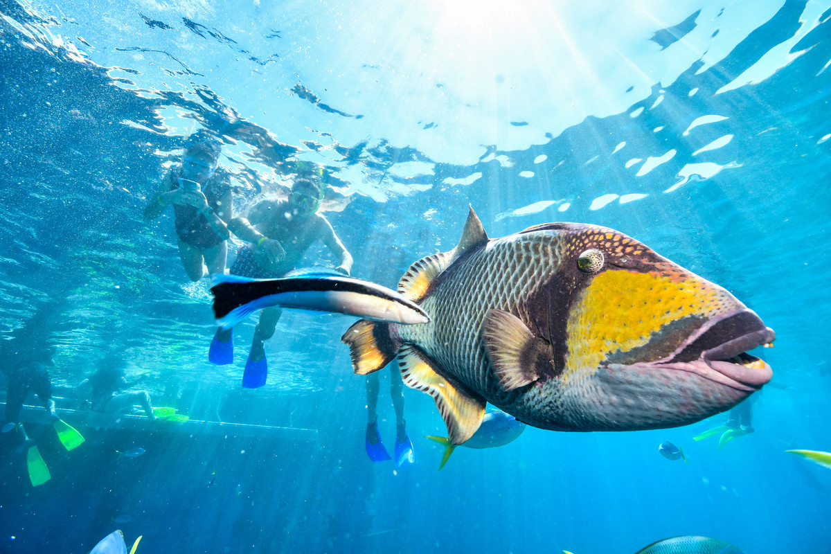 Triggerfish cruising above a coral garden
