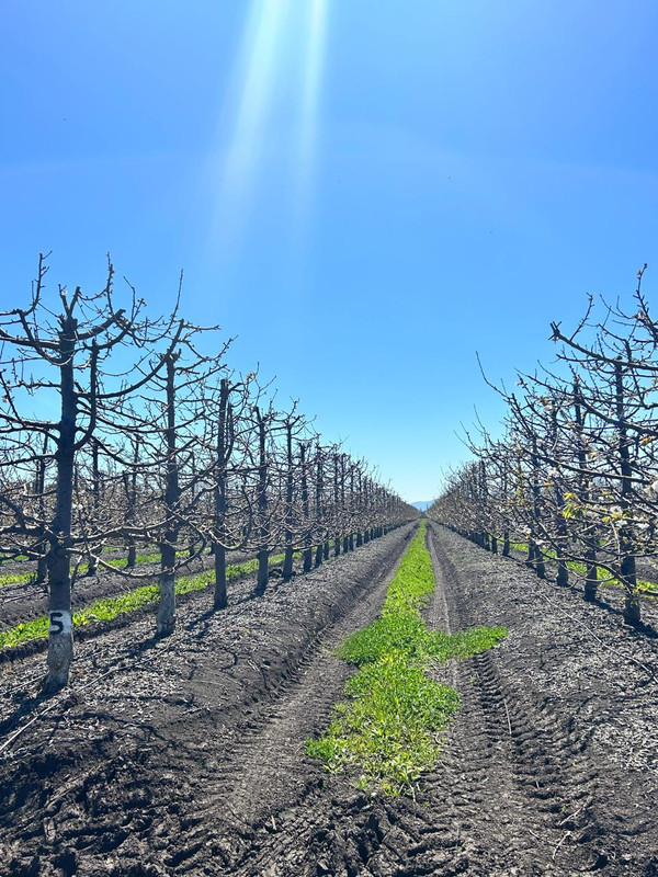 Auditoría agrícola 4
