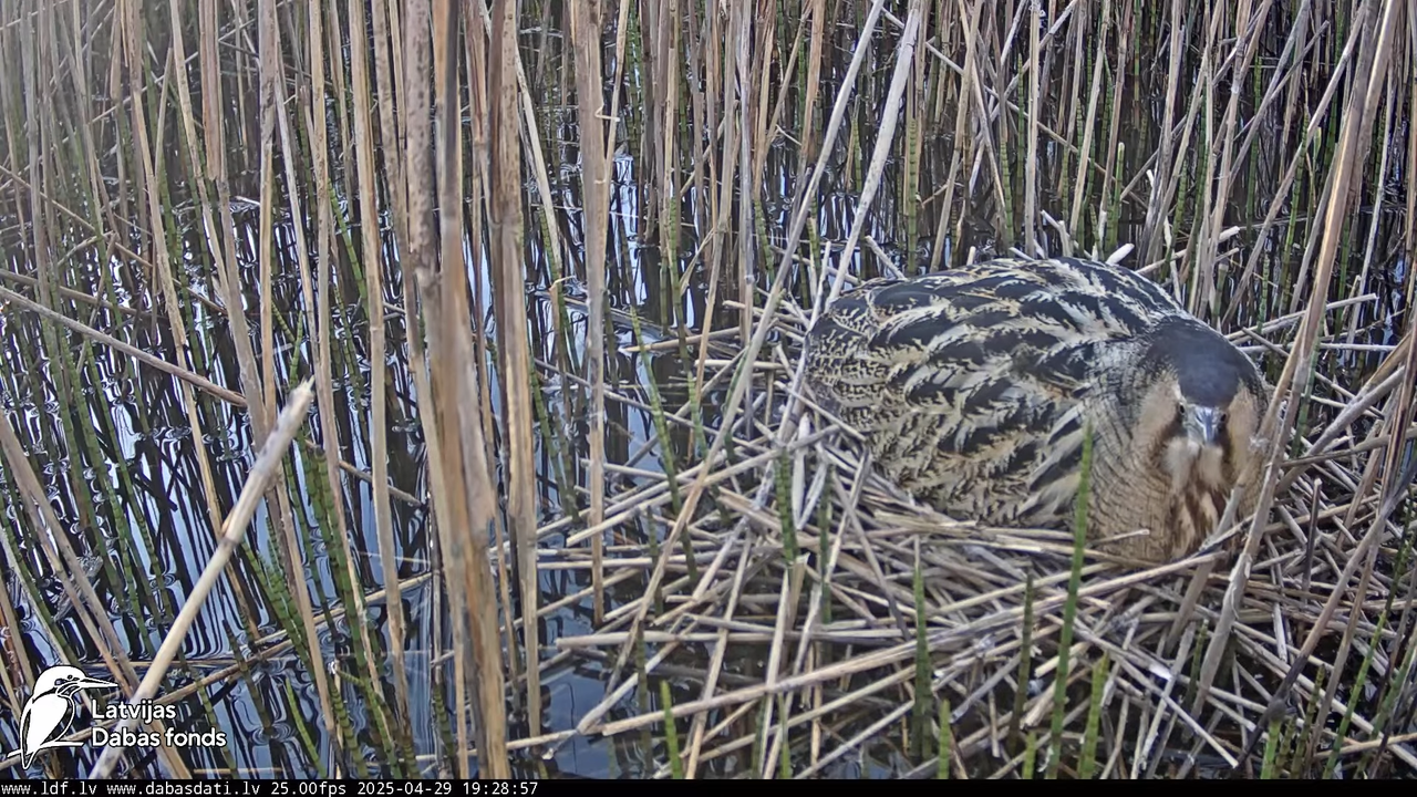 LDF Lielais dumpis (Botaurus stellaris) Zemītes pagastā 12-36-42 screenshot