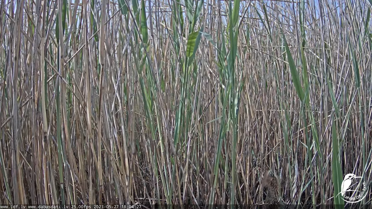 Lielais dumpis (Botaurus stellaris) Engurē - LDF tiešraide 13-31-56 screenshot