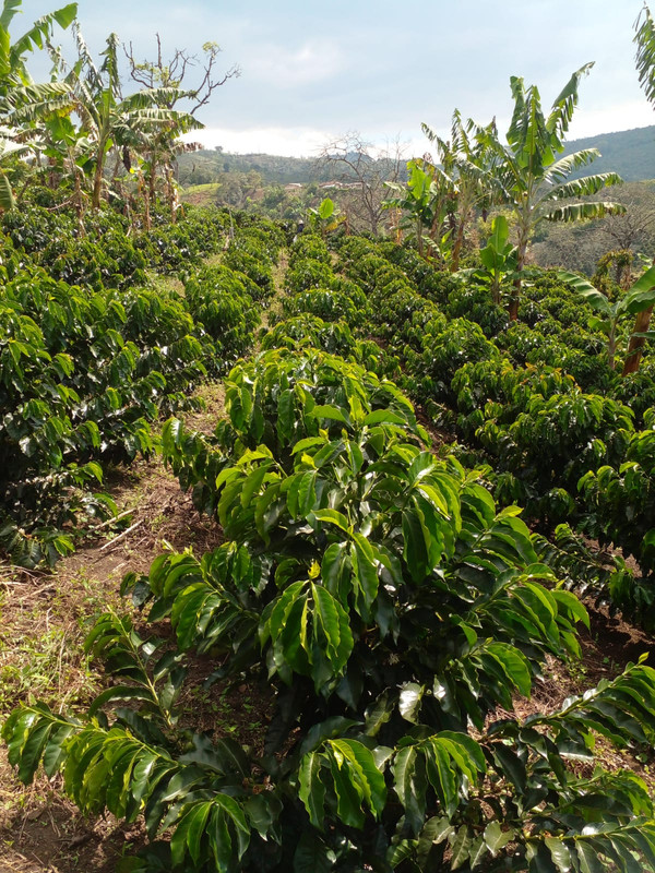 Finca de café en Nariño