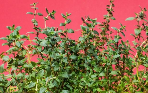 Can Rabbits Have Thyme