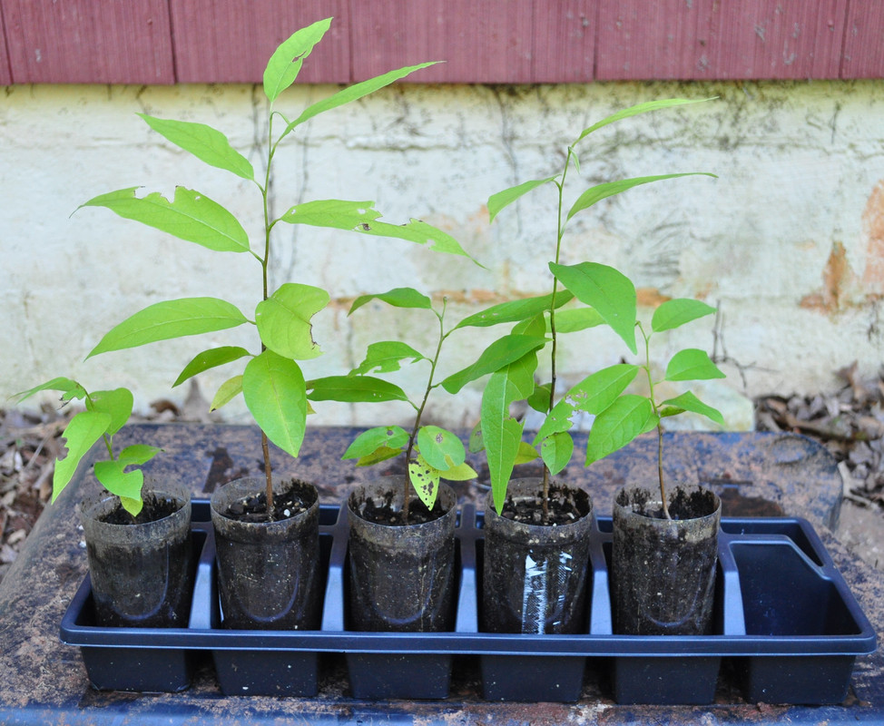 Group Sugar Apple (Purple)