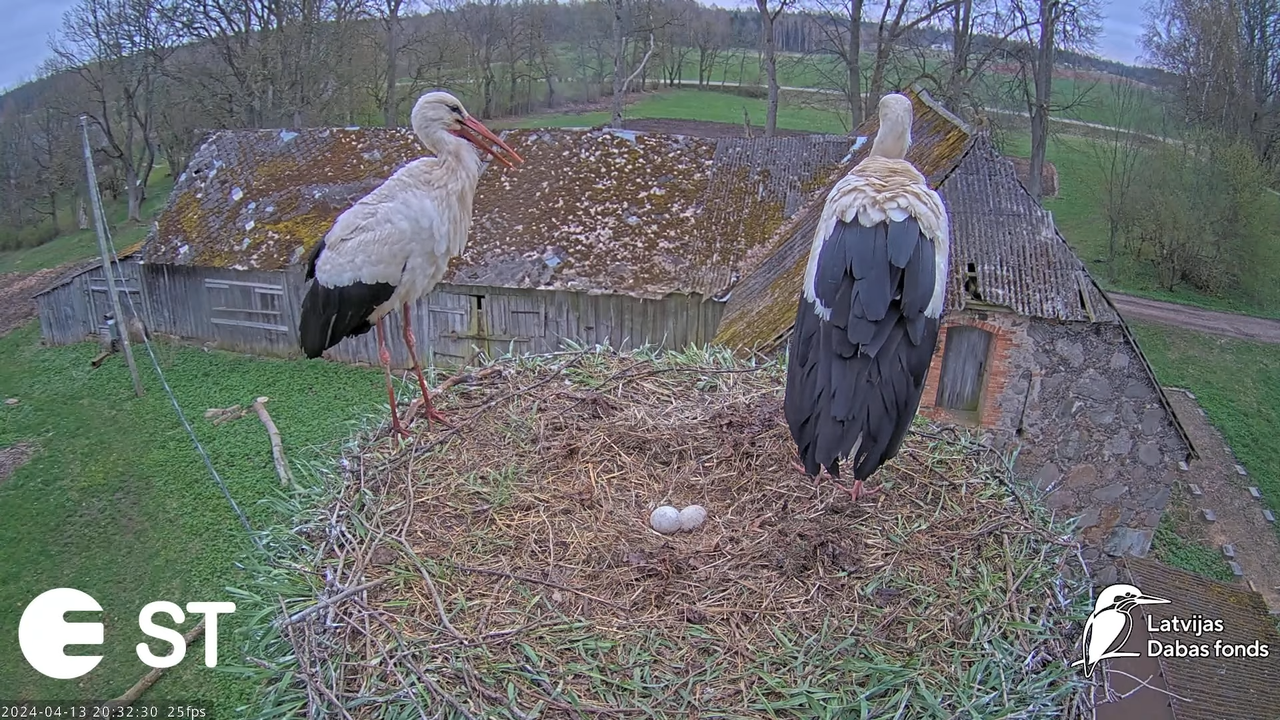 Baltie stārķi (Ciconia ciconia) Tukuma novadā - LDF tiešraide __ White storks in Tukums, Latvia 9-56