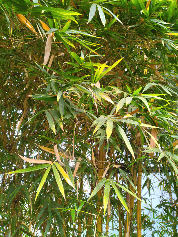 Bambusa ou phyllostachys  (1)