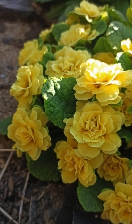 примулки
