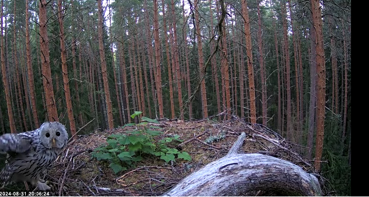 Ekrānuzņēmums 2024-09-01 052937