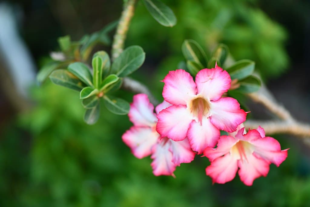 adenium-after-winter.jpg
