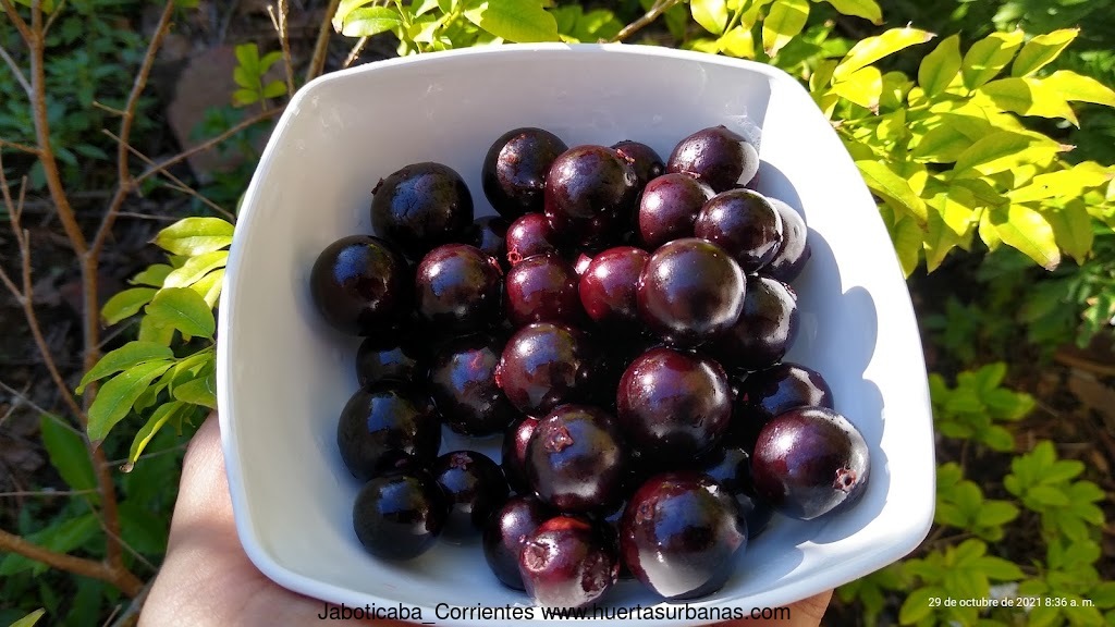Huertasurbanas_com-IMG_20211029_083604264_HDR.jpg-20211029_085152Jaboticaba_Corrientes