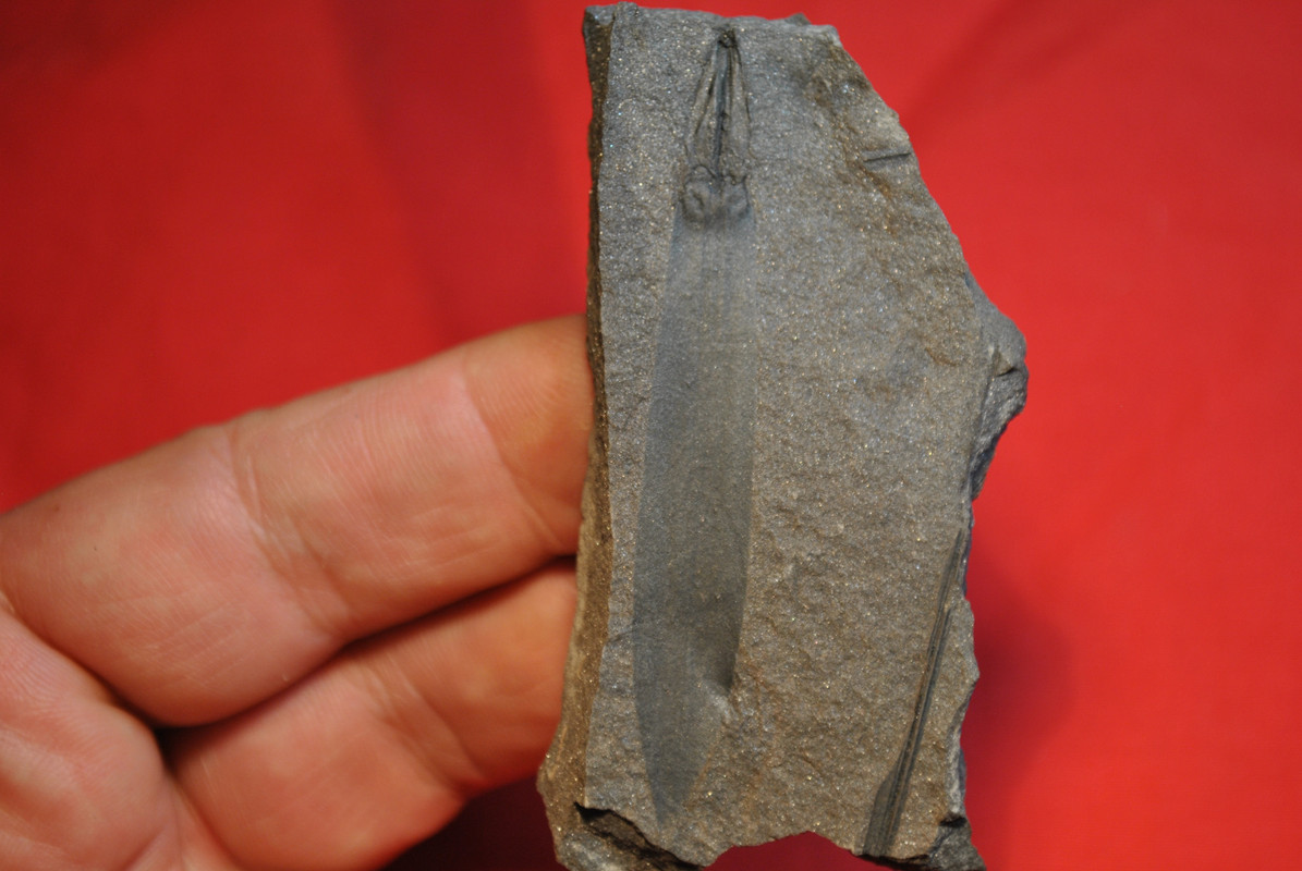 Sigillariostrobus ou Lepidostrobus DSC-0055