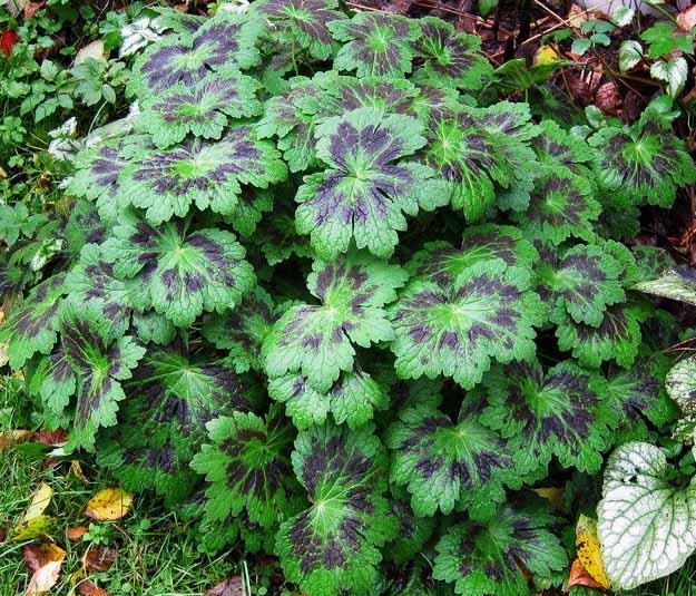 герань самобор