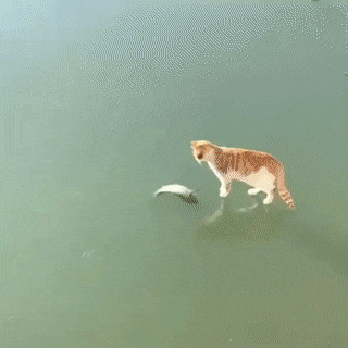 daily-gifdump-3428-19.gif