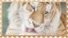 made by @transmascgarfield on tumblr