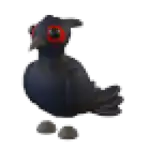 Black-Chested Pheasant