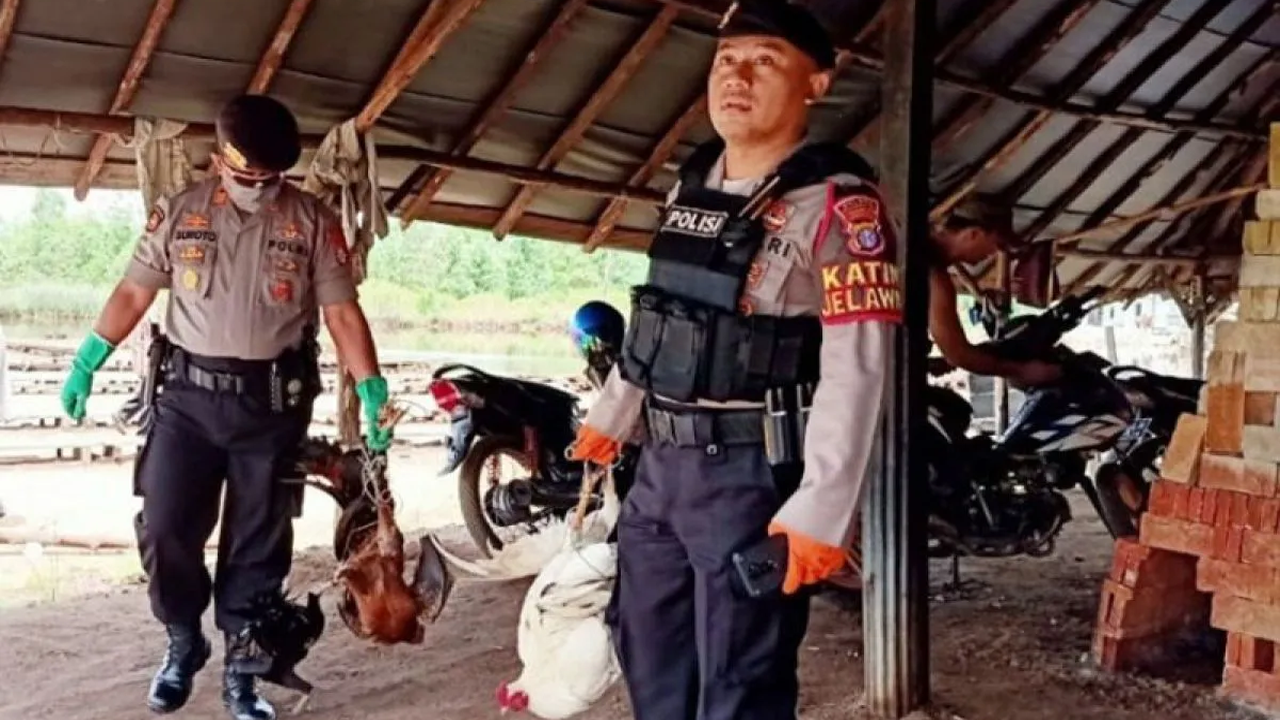 Dampak Sosial dan Politik dari Kasus Judi Sabung Ayam