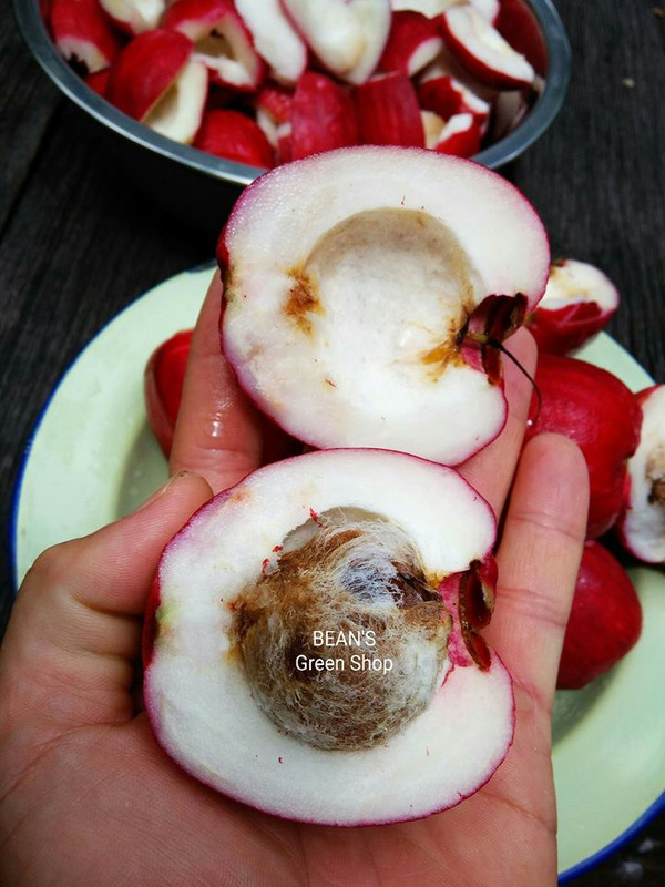 Miracle Fruit(Big)9