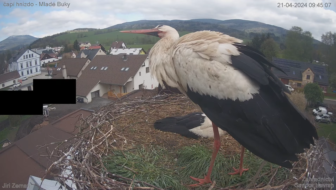 Tiešraides kamera — Mladé Buky — stārķa ligzda 8-34-55 screenshot