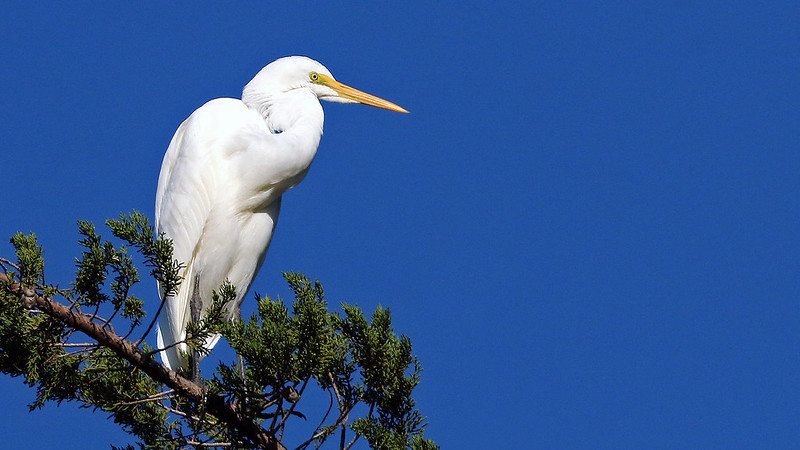 whiteheron.jpg