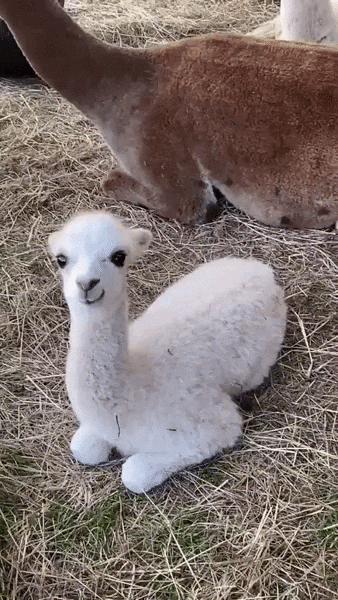 ezgif-7a4dd58b67109e61.gif