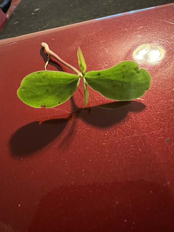 B94E2FCF-D61B-4ADD-A1BC-BDC2FCBB8A0B