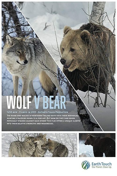 Wolf Vs Bear 2019 Web H264 Caffeine