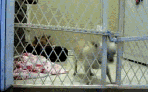 daily-gifdump-3441-12.gif