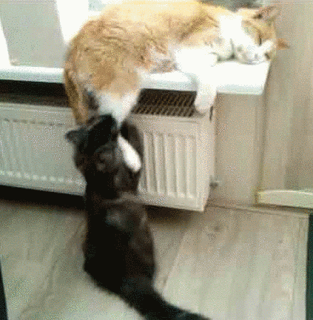 funny-cat-51.gif