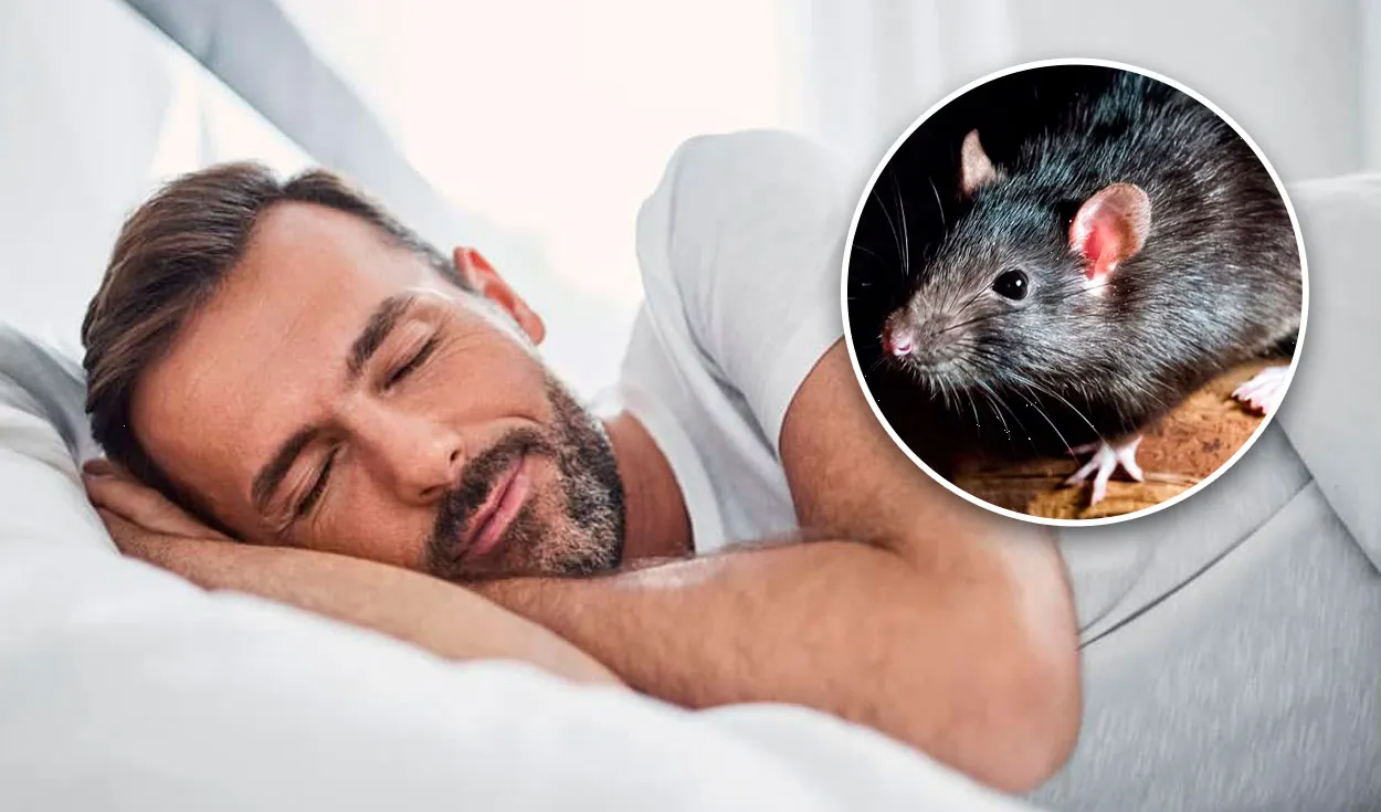 ¿Cuál es el significado de soñar con ratas? ¡Cuidado!