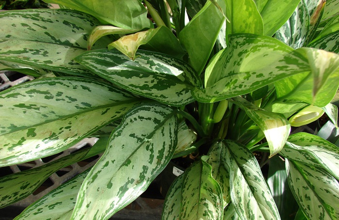 Aglaonema atau sering dikenal sri rejeki.