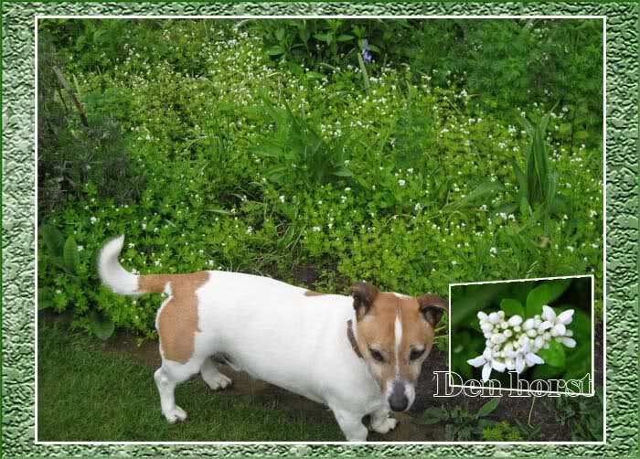 LIEVEVROUWEBEDSTRO-GALIUM-ODORATUM