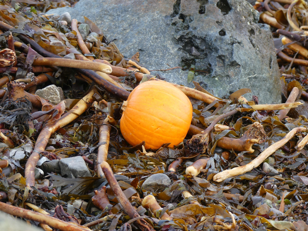 PUMPKIN 3