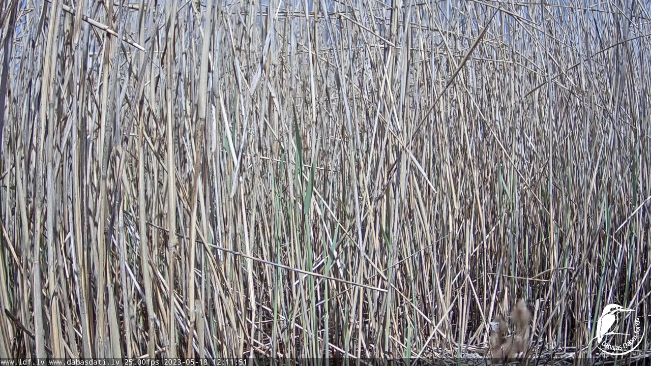 Lielais dumpis (Botaurus stellaris) Engurē - LDF tiešraide 13-12-16 screenshot