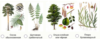 Какие растения относятся к покрытосеменным примеры Проект покрытосеменные растения