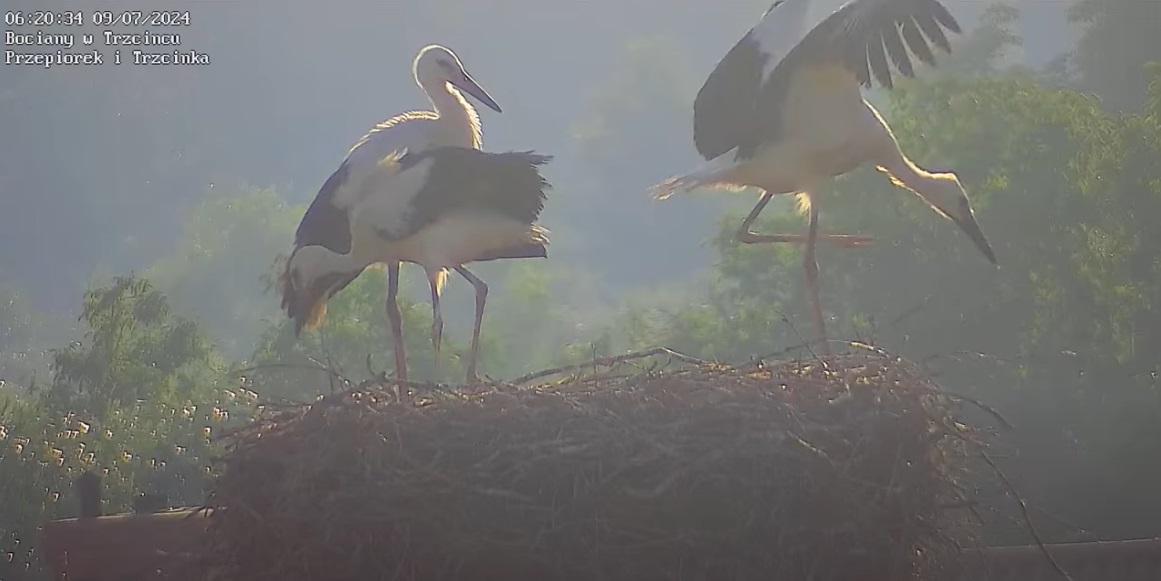 gdycieswedzitosiepodrap