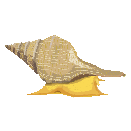 Australian Trumpet Snail