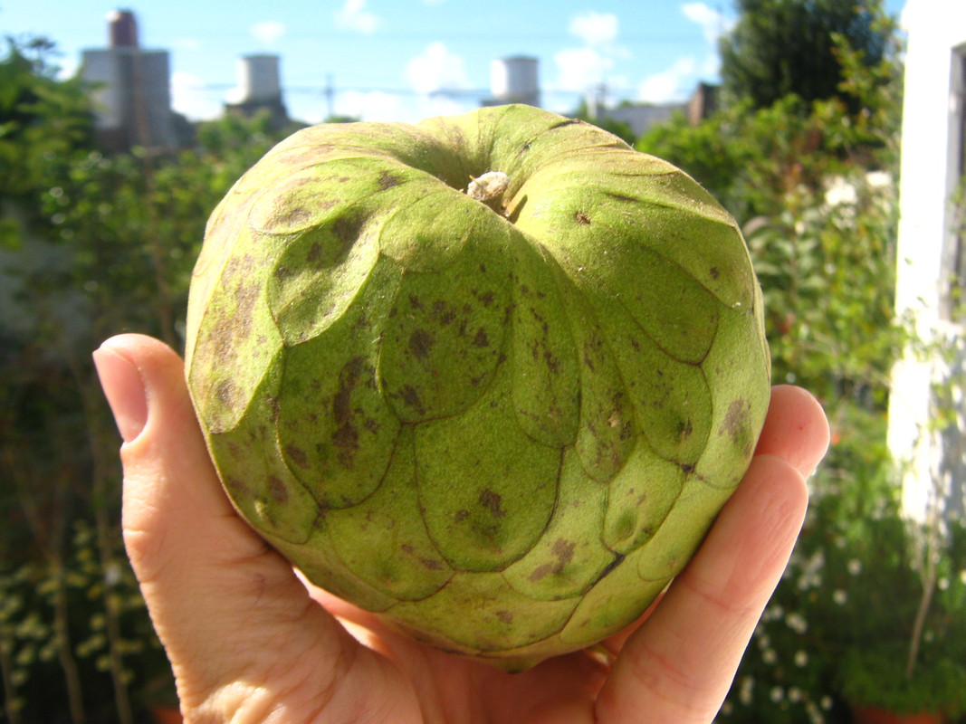 chirimoya_-la-salida-chile_2-20141011T102349