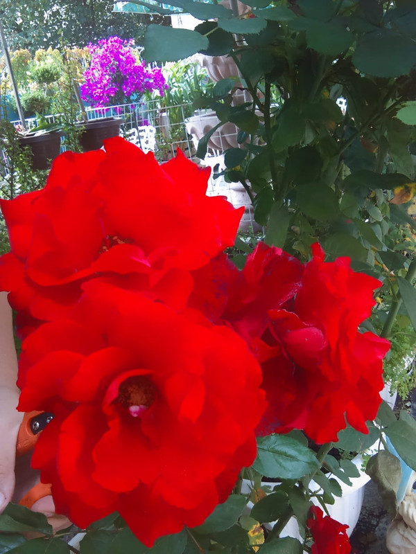 IMG-20191121-WA0013