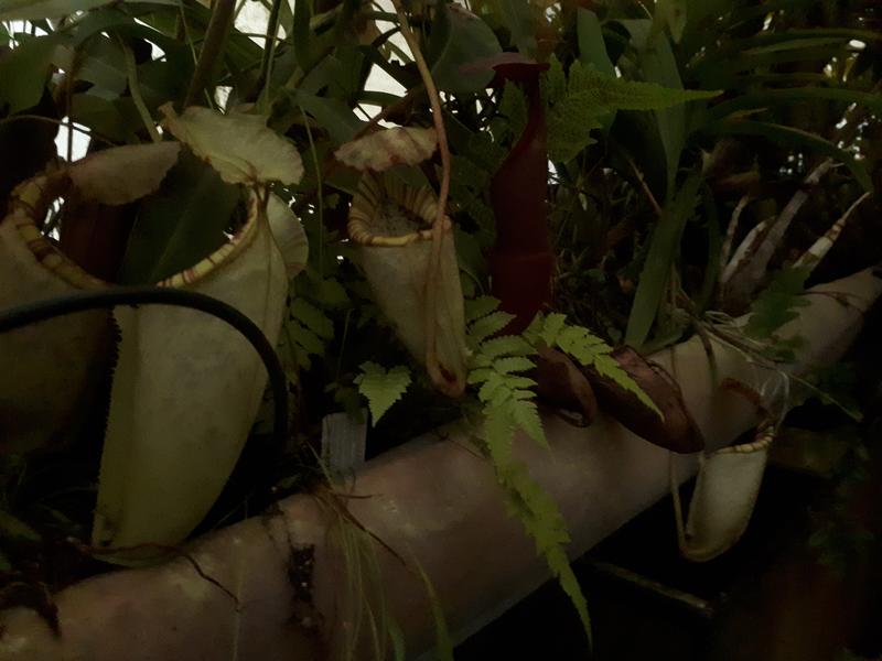 Nepenthes burbidgeae - Page 2 20190523-205642-1