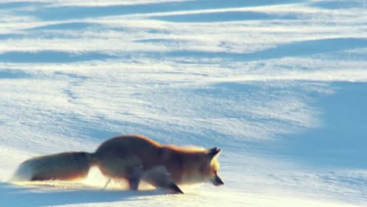 [Image: oetod874l8pg.jpg]