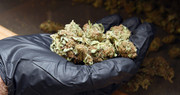 [Image: Best-Marijuana-Strains-from-Weed-Bomb-Dispensary-UK.jpg]