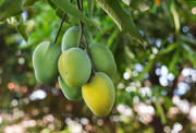 Mango-shutterstock-258186434-1.jpg