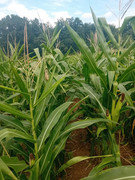 IMG-c5835c82cb4082bd92eb7eb879e4c2c6-V