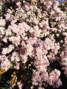 59.2.that one pink tree at the skate park II