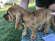 977D1BDB-2FAD-4EA2-B489-873016342D19