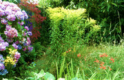 My naturalistic garden Golden-rod-hydrangea-crocosmias