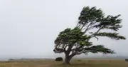 wind_blowing_tree