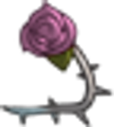 Rose-Right