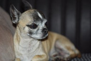 Pepito-Cornellissen